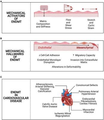 The Mechanobiology of Endothelial-to-Mesenchymal Transition in Cardiovascular Disease